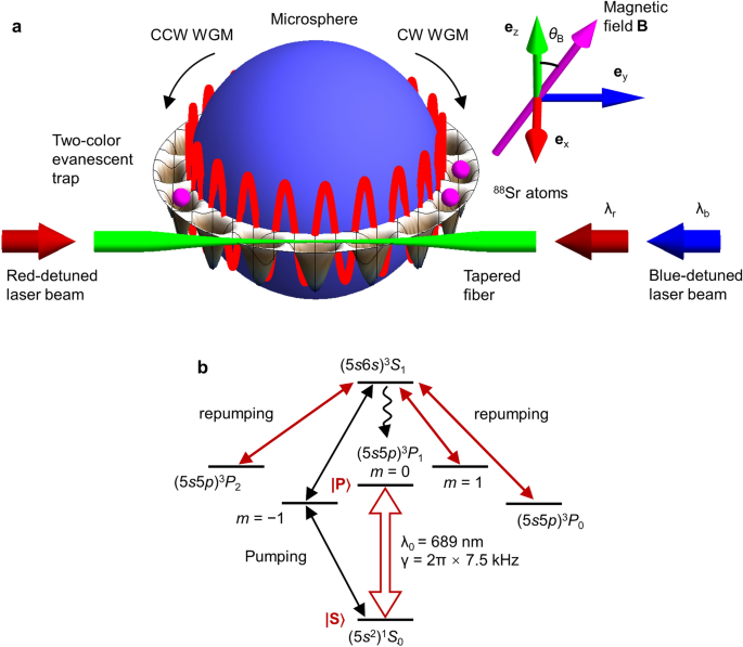 Microscale Whispering Gallery Mode Light Sources With Lattice Confined Atoms Scientific Reports Microscale Whispering Gallery Mode Light Sources With Lattice Confined Atoms Scientific Reports