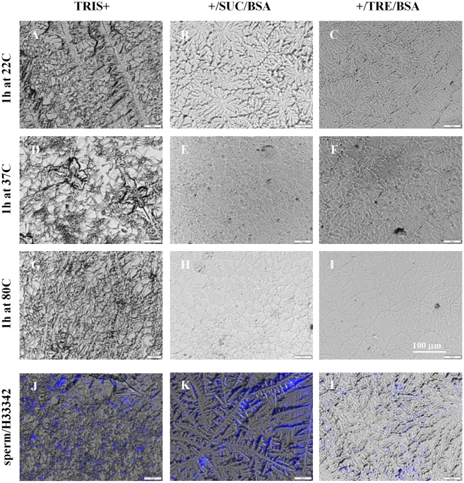 siberian mouses cum Drying and temperature induced conformational changes of nucleic acids and  stallion sperm chromatin in trehalose preservation formulations |  Scientific Reports