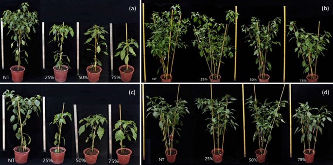 Comparative heat stress responses of three hot pepper (Capsicum annuum L.)  genotypes differing temperature sensitivity