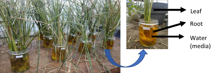 Zinc Phytoremediation Using Stubborn Grass