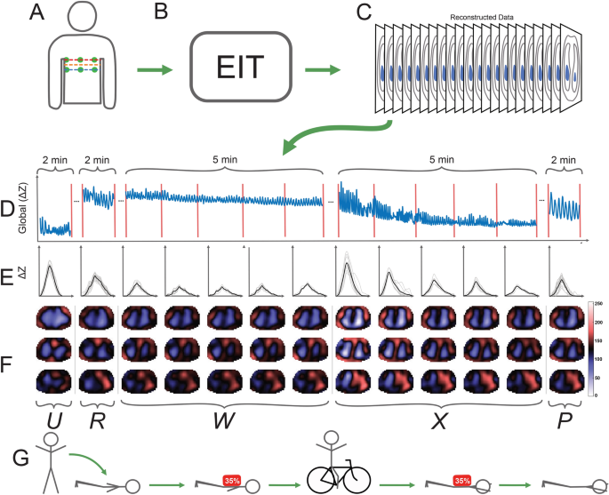 Thoracic Weighting Of Restrained Subjects During Exhaustion Recovery Causes Loss Of Lung Reserve Volume In A Model Of Police Arrest Scientific Reports