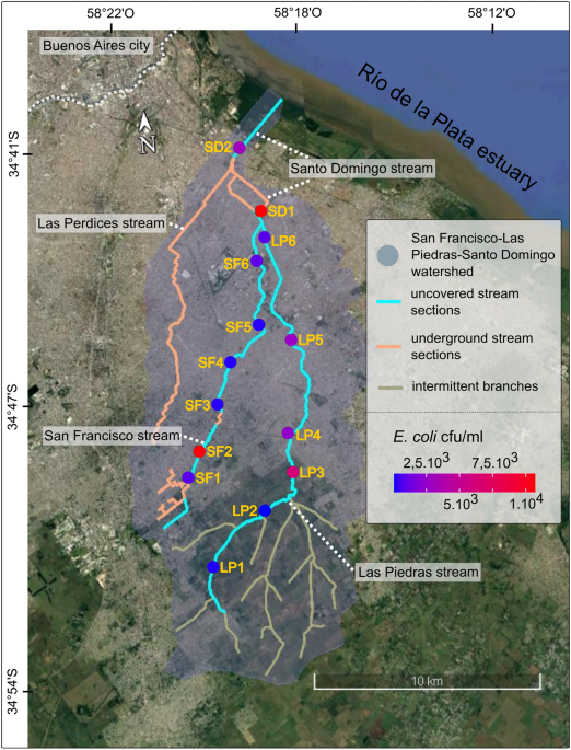 Unraveling the ecological processes modulating the population structure of escherichia coli in a highly polluted urban stream network