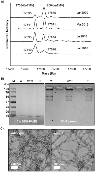Identification and physical characterization of a spontaneous mutation of  the tobacco mosaic virus in the laboratory environment