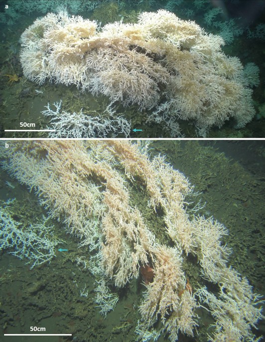 Coral specimens (Porites) used for spectral measurements reported