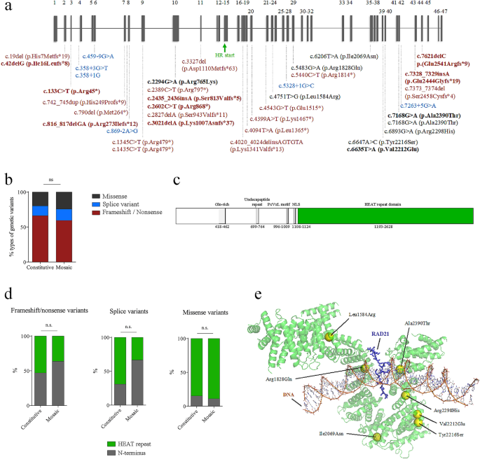 Mosaic CREBBP mutation causes overlapping clinical features of Rubinstein– Taybi and Filippi syndromes