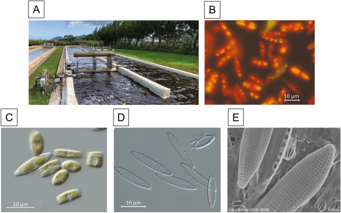 Diploid Genomic Architecture Of Nitzschia Inconspicua An Elite Biomass Production Diatom Scientific Reports