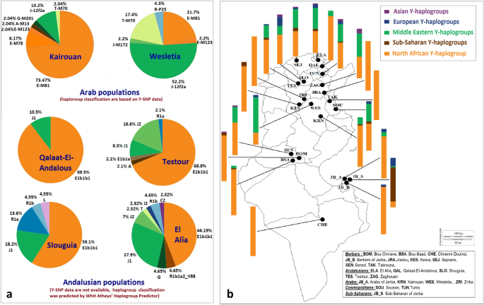 Chromosome haplogroup y Y Chromosome