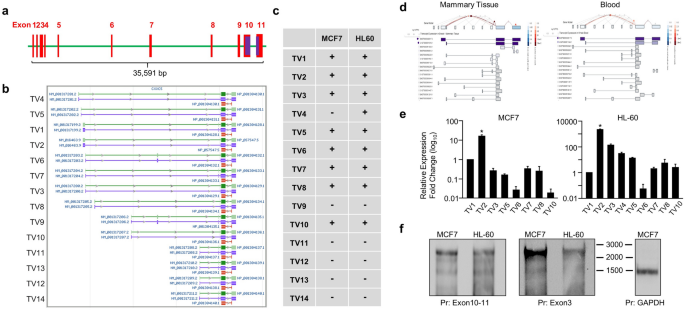 A Cpg Island Promoter Drives The Cxxc5 Gene Expression Scientific Reports