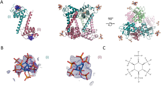 Structural insight into host plasma membrane association and assembly of  HIV-1 matrix protein | Scientific Reports