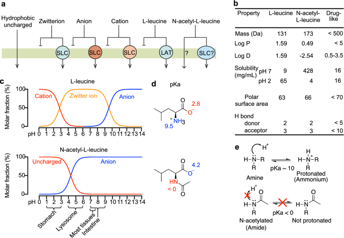 Acetylation turns leucine into a drug by membrane transporter switching |  Scientific Reports