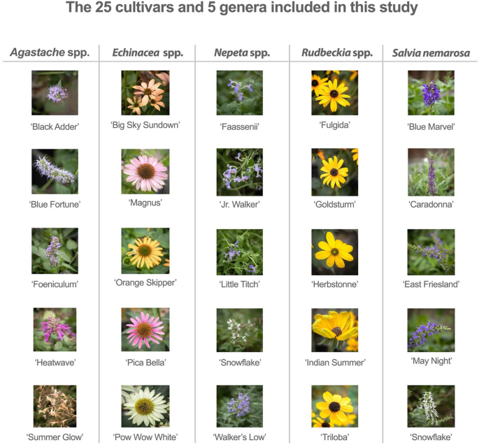 Herbaceous perennial ornamental plants can support complex pollinator  communities | Scientific Reports