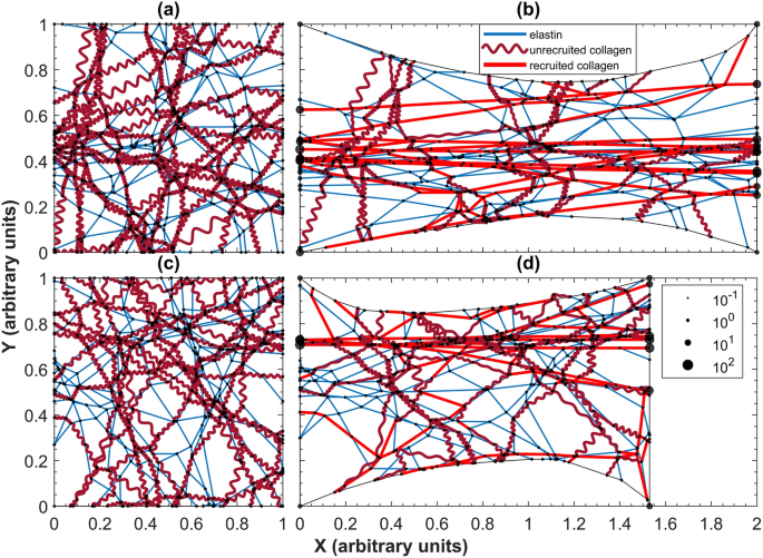 Percolation of collagen stress in a random network model of the alveolar  wall | Scientific Reports