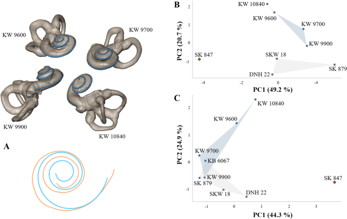 Cochlear Shape Distinguishes Southern African Early Hominin Taxa With Unique Auditory Ecologies Scientific Reports