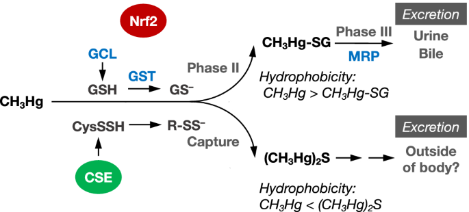 The fate of methylmercury through the formation of bismethylmercury sulfide as an intermediate in mice