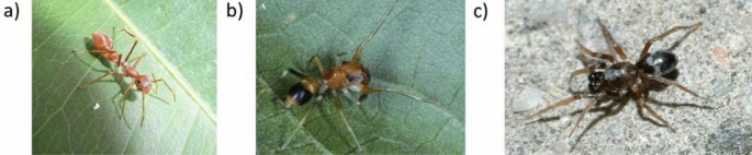 Predation by avian predators may have initiated the evolution of myrmecomorph spiders