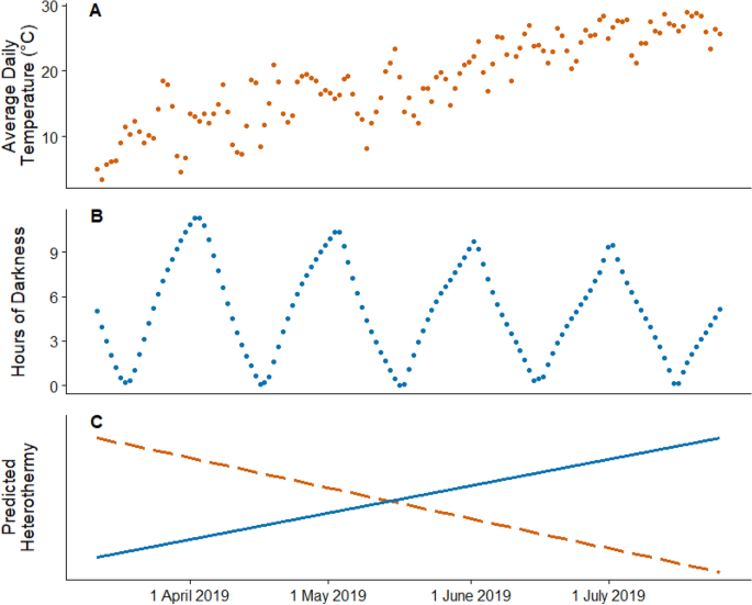 Body temperature is a more important modulator of lifespan than metabolic  rate in two small mammals