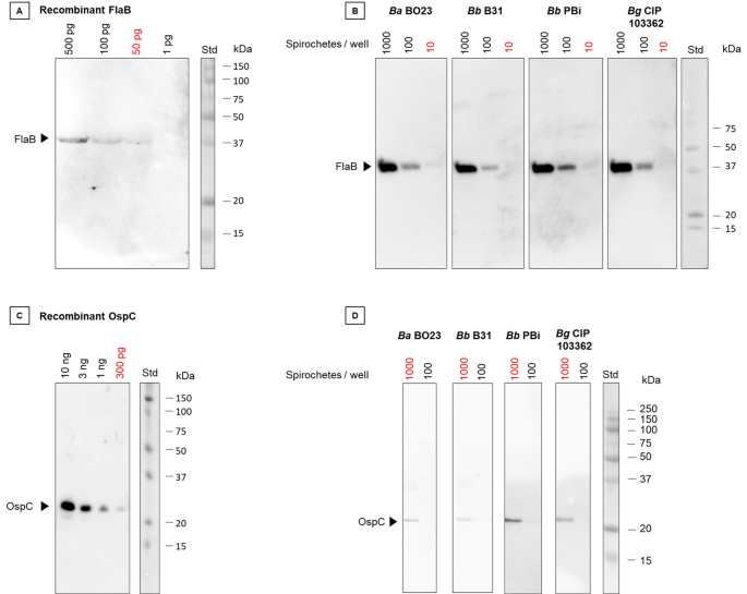 Detection of Borrelia burgdorferi antigens in tissues and plasma during  early infection in a mouse model | Scientific Reports