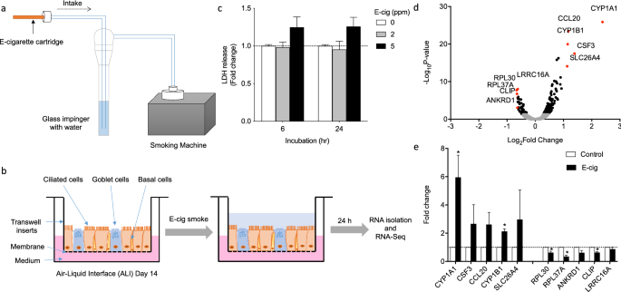 Electronic cigarette smoke reduces ribosomal protein gene expression to  impair protein synthesis in primary human airway epithelial cells