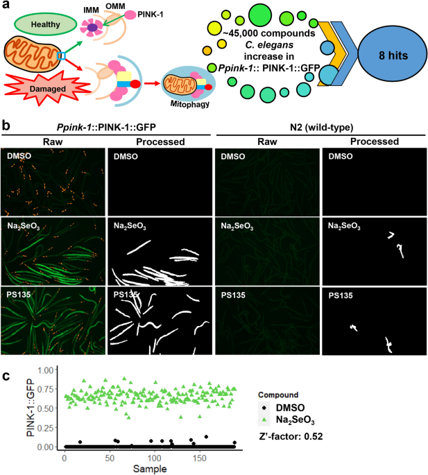 Mitochondria Affecting Small Molecules Ameliorate Proteostasis Defects Associated With Neurodegenerative Diseases Scientific Reports Mitochondria Affecting Small Molecules Ameliorate Proteostasis Defects Associated With Neurodegenerative Diseases Scientific Reports
