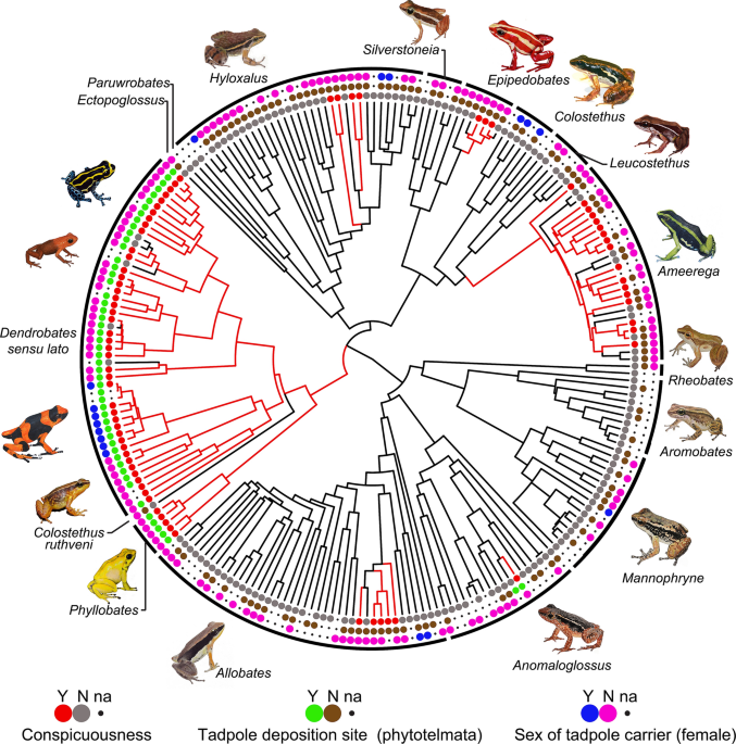 Aposematism facilitates the diversification of parental care strategies in poison frogs