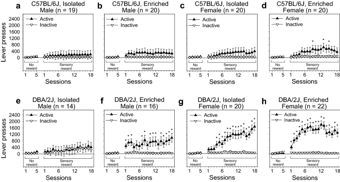 Strain And Sex Dependent Effects Of Isolation Housing Relative To Environmental Enrichment On Operant Sensation Seeking In Mice Scientific Reports