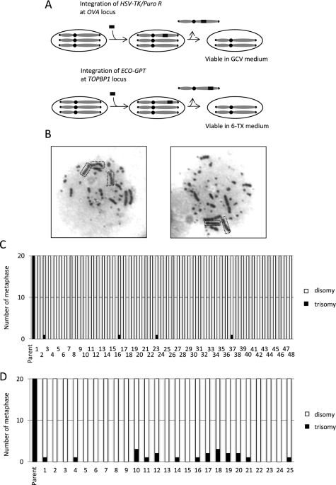 trisomy chromosome