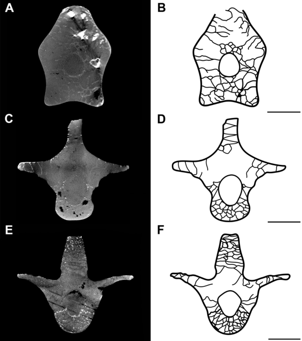 Simplified phylogenetic proposal of the Pterodactyloidea ingroup