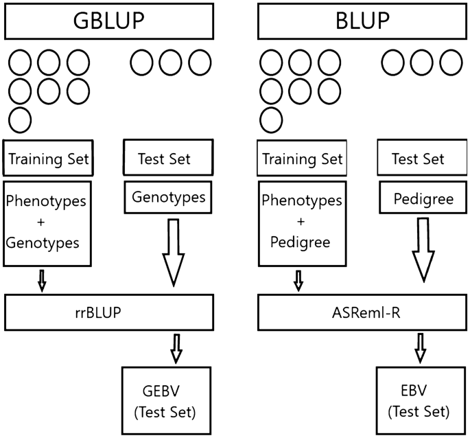 predictions asreml