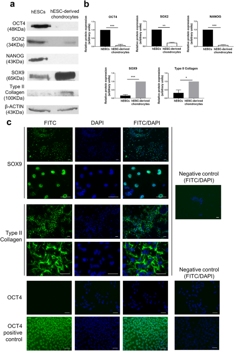 A scaffold-free approach to cartilage tissue generation using human embryonic stem cells