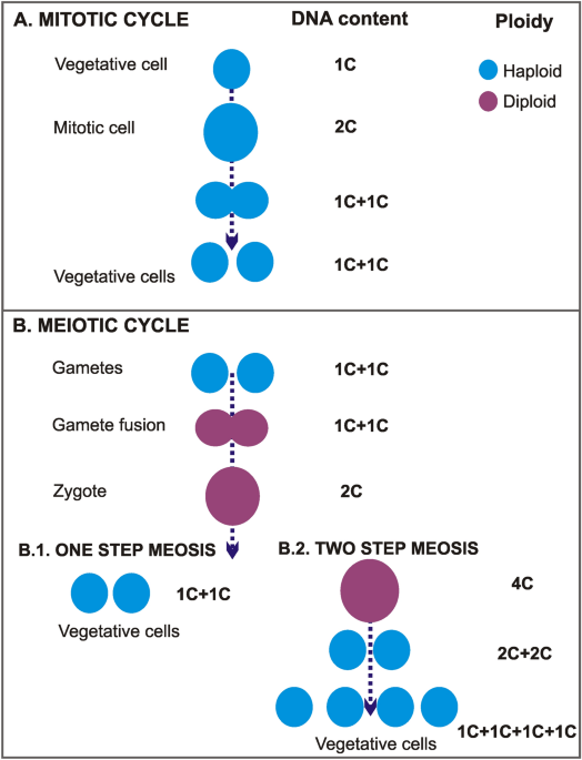 Illustration of Chromosome Division in Meiosis and Mitosis in 2022