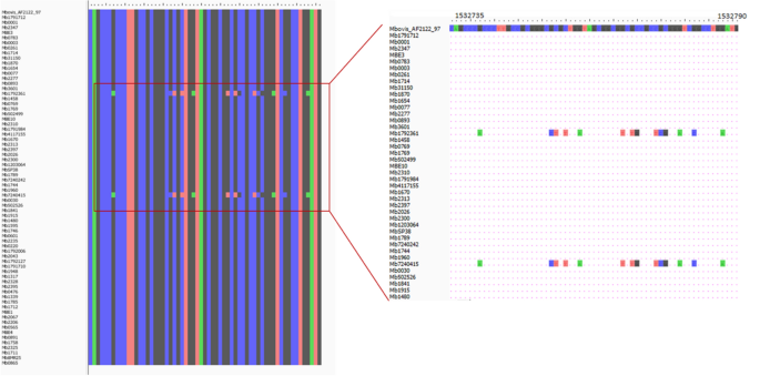 Gubbins analysis of the Avon Valley B. pseudomallei genomes. Blue