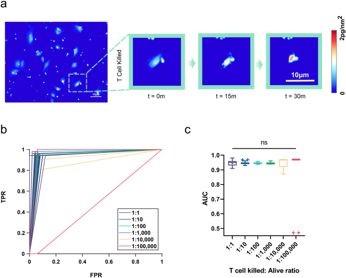 Rapid, label-free classification of tumor-reactive T cell killing with  quantitative phase microscopy and machine learning | Scientific Reports