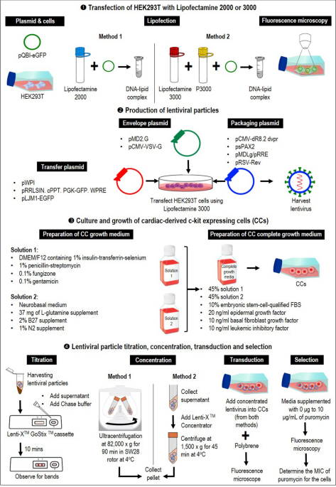 A guide in lentiviral vector production for hard-to-transfect cells, using  cardiac-derived c-kit expressing cells as a model system | Scientific  Reports