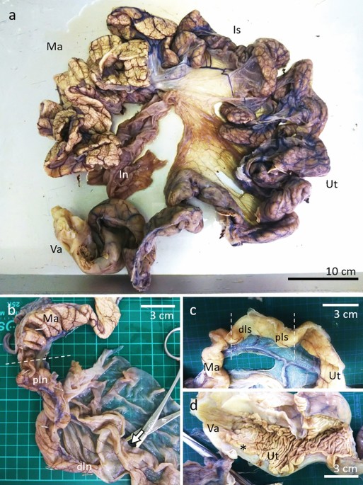 Histological findings of sperm storage in green turtle (Chelonia mydas) oviduct | Scientific Reports