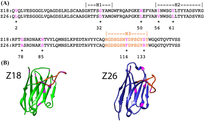 Delicate balance among thermal stability, binding affinity, and 