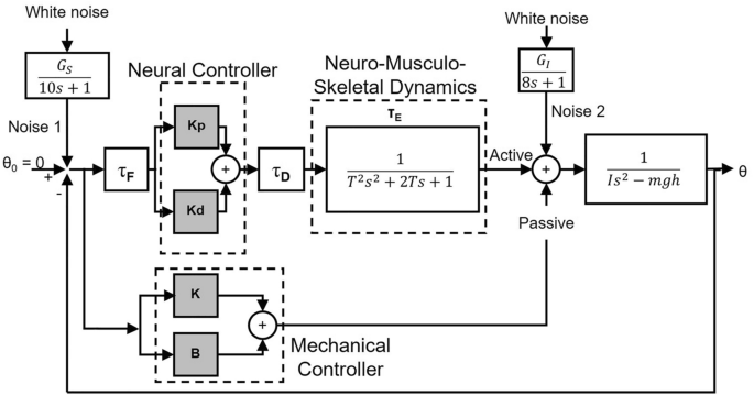 Co Contraction Of Ankle Muscle Activity During Quiet Standing In Individuals With Incomplete Spinal Cord Injury Is Associated With Postural Instability Scientific Reports Co Contraction Of Ankle Muscle Activity During Quiet Standing In Individuals With Incomplete Spinal Cord Injury Is Associated With Postural Instability Scientific Reports