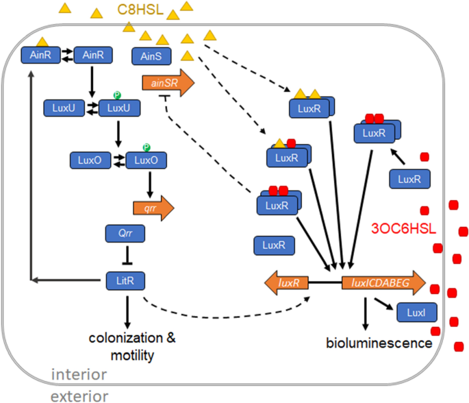 Dimension Reduction Simplifies The Analysis Of Signal Crosstalk In A Bacterial Quorum Sensing Pathway Scientific Reports