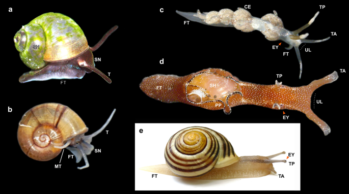 Origin and significance of two pairs of head tentacles in the radiation of euthyneuran sea slugs and land snails | Scientific Reports Origin and significance of two pairs of head tentacles in the radiation of euthyneuran sea slugs and land snails | Scientific Reports