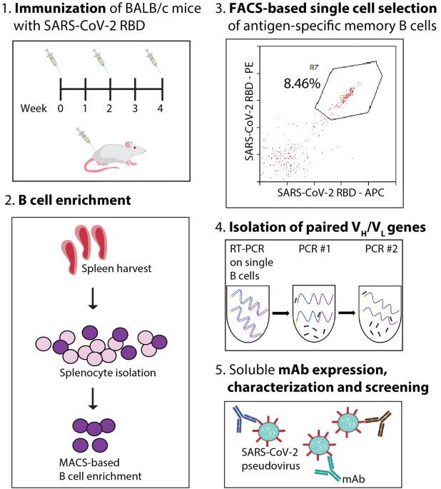 Discovery and characterization of high-affinity, potent SARS-CoV-2  neutralizing antibodies via single B cell screening | Scientific Reports