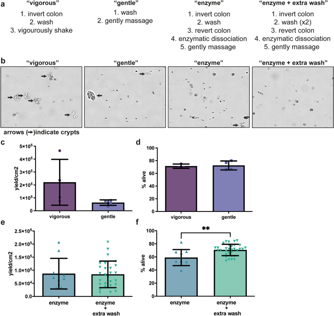 Mitochondrial And Glycolytic Extracellular Flux Analysis Optimization For Isolated Pig Intestinal Epithelial Cells Scientific Reports