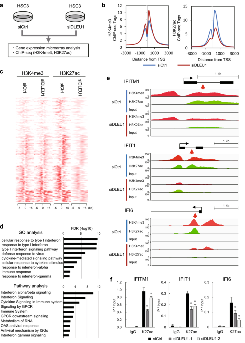 Dleu1 promotes oral squamous cell carcinoma progression by activating interferon-stimulated genes