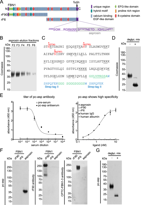 Sensitive Asprosin Detection In Clinical Samples Reveals Serum Saliva Correlation And Indicates Cartilage As Source For Serum Asprosin Scientific Reports