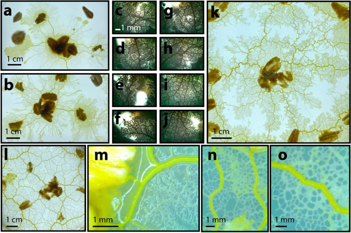 Observe Mold Up Close - Microscope Science Project