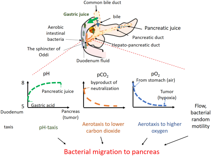 pH-taxis drives aerobic bacteria in duodenum to migrate into the pancreas  with tumors | Scientific Reports