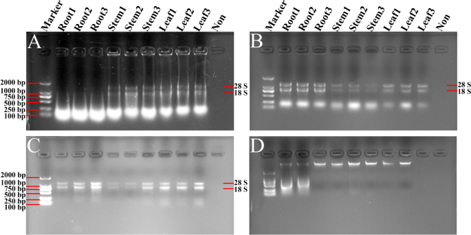 An optimized method to obtain high-quality RNA from different tissues in  Lilium davidii var. unicolor | Scientific Reports