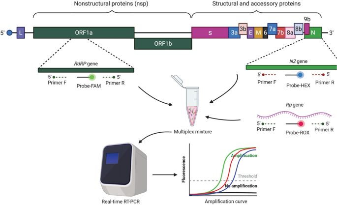 Multiplex real-time RT-PCR method for the diagnosis of SARS-CoV-2 by  targeting viral N, RdRP and human RP genes | Scientific Reports
