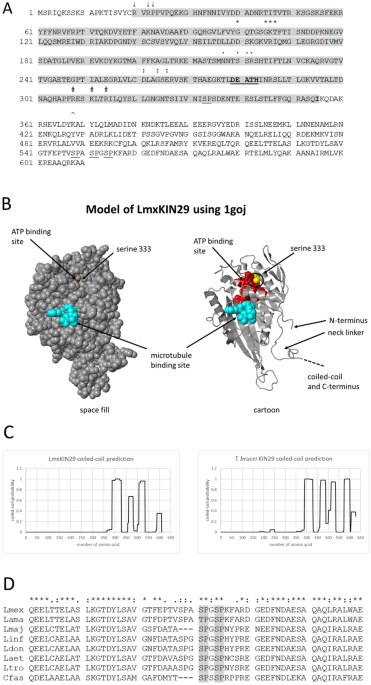 Absence of DEATH kinesin is fatal for Leishmania mexicana 