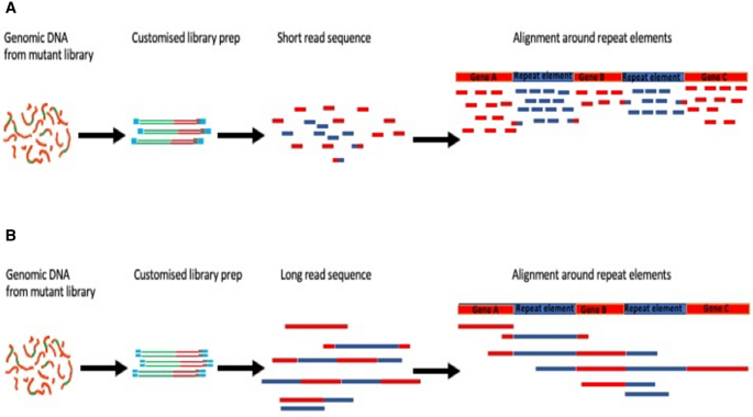 Long-read sequencing for identification of insertion sites in large  transposon mutant libraries | Scientific Reports