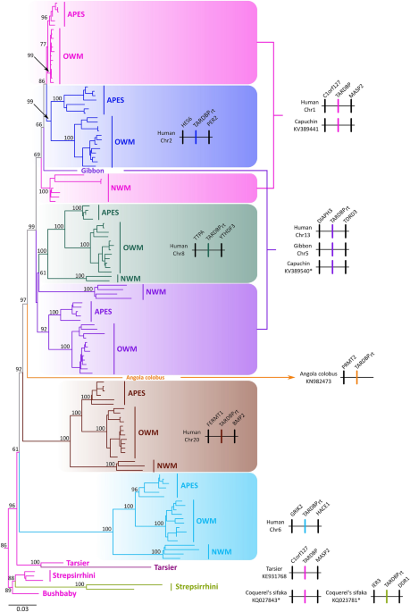 Identification of multiple tar dna binding protein retropseudogene lineages during the evolution of primates