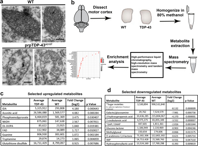 glutathione als Mitochondrial dysregulation occurs early in ALS motor cortex with TDP-43  pathology and suggests maintaining NAD+ balance as a therapeutic strategy